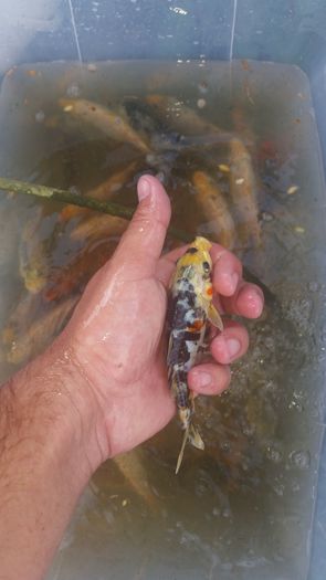 20150724_175618 - crap koi