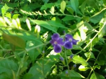 duranta repens