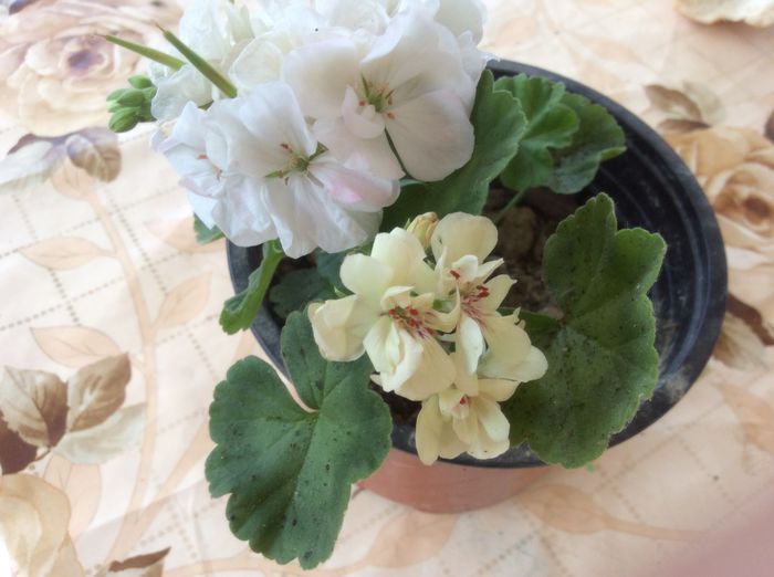 image - Muscate 2015