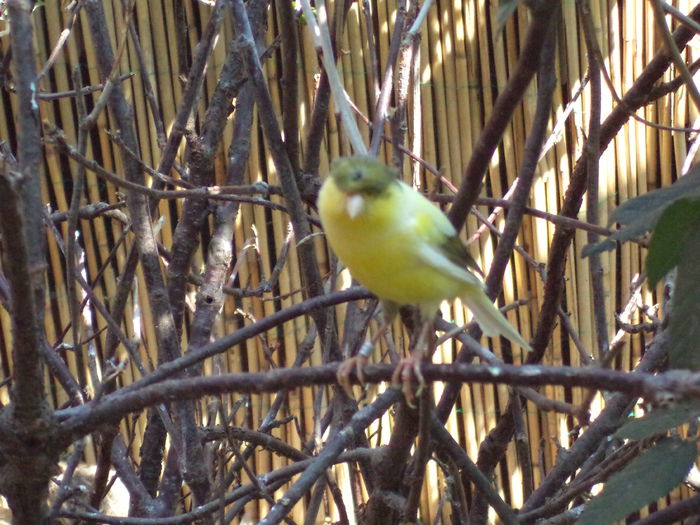  - Canari - Pasari autohtone de cantec si decor