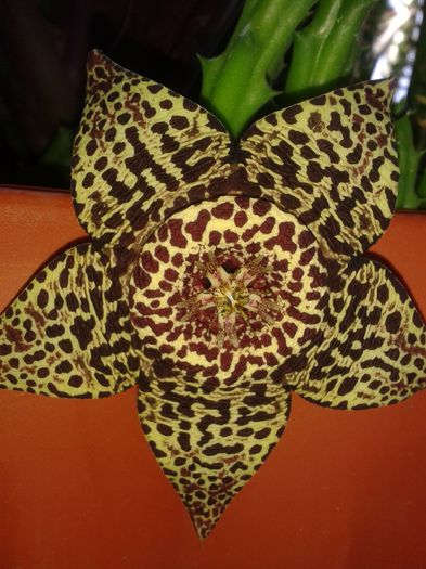 20150727_121936 - Stapelia variegata sau steaua serifului