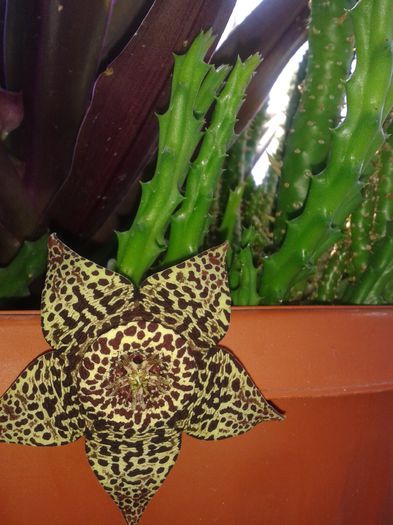 20150727_121928 - Stapelia variegata sau steaua serifului