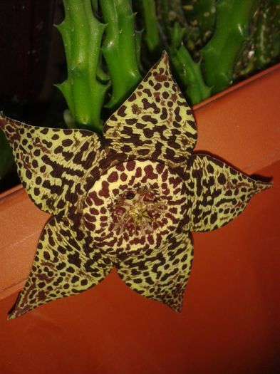 20150727_121846 - Stapelia variegata sau steaua serifului