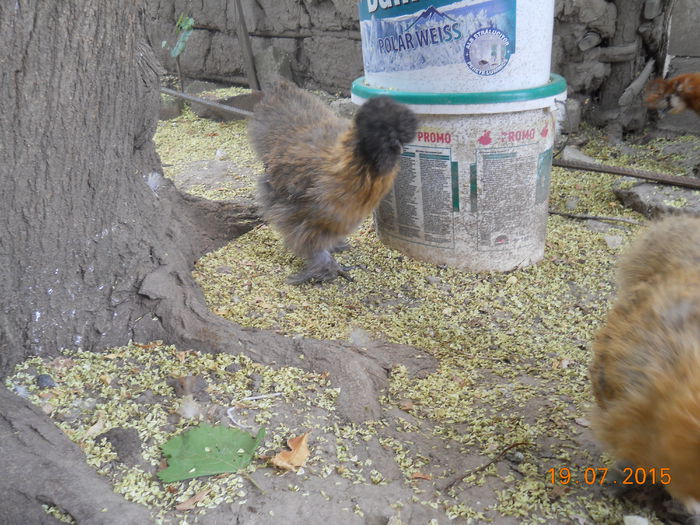 DSCN5669 - Z Pui 2015