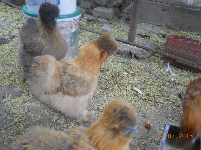 DSCN5671 - Z Pui 2015