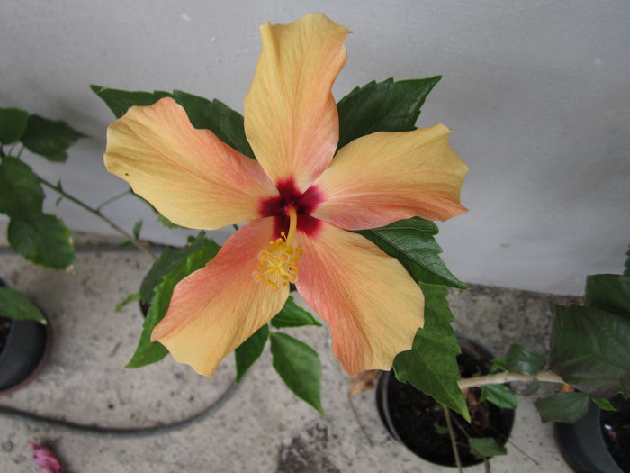 IMG_4202 - hibiscus 2015