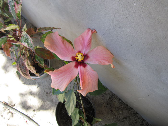 IMG_4210 - hibiscus 2015