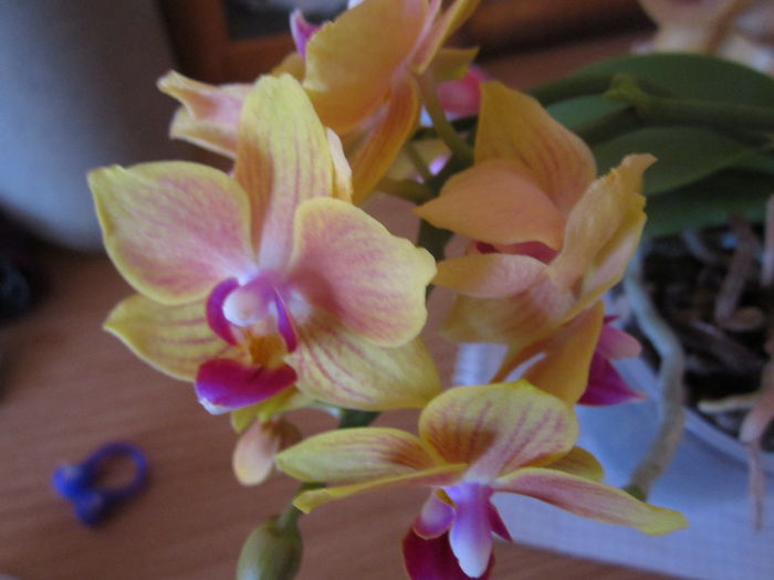 IMG_4272 - orhidee