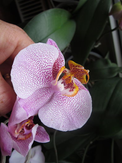 IMG_4277 - orhidee