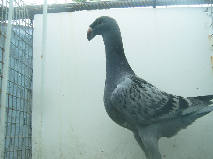 nr.  19 de vinzare - PUI - VOIAJORI GERMANI - 2015