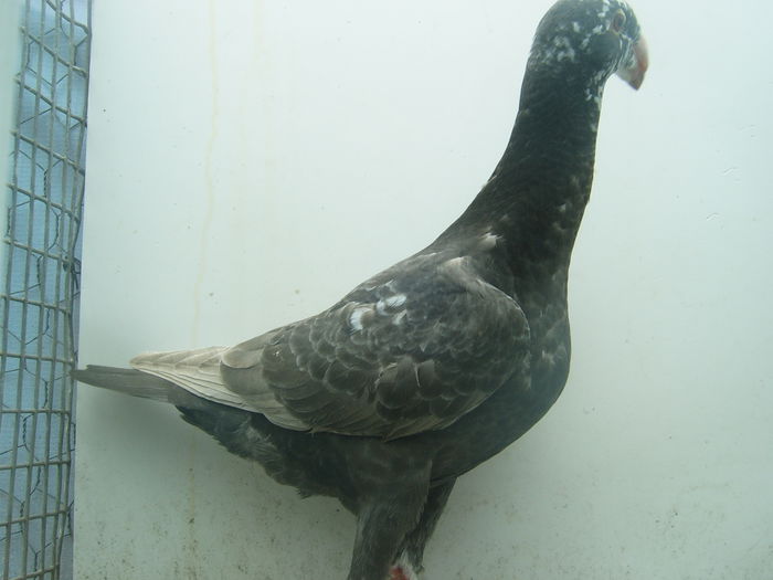 nr. 20 de vinzare - PUI - VOIAJORI GERMANI - 2015