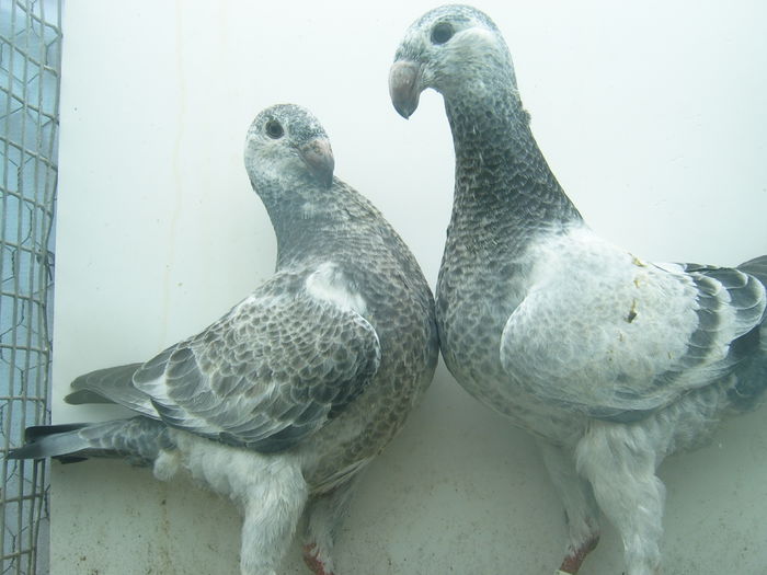 frati de cuib nr. 22 = 23 vinduti - PUI - VOIAJORI GERMANI - 2015