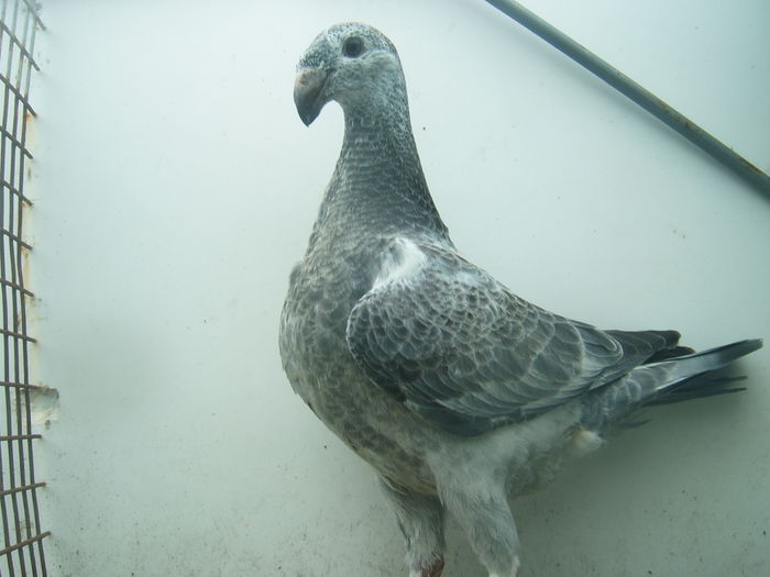 nr. 23 vindut - PUI - VOIAJORI GERMANI - 2015