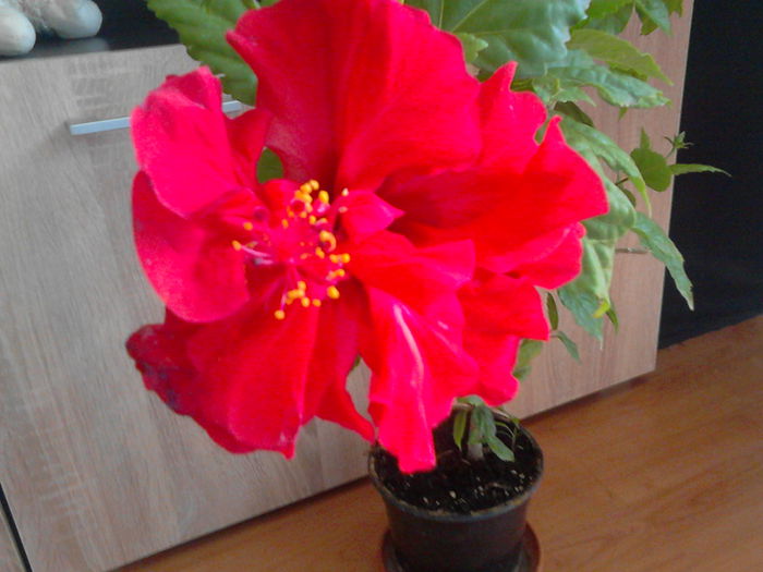 iulie 2015 - hibiscus