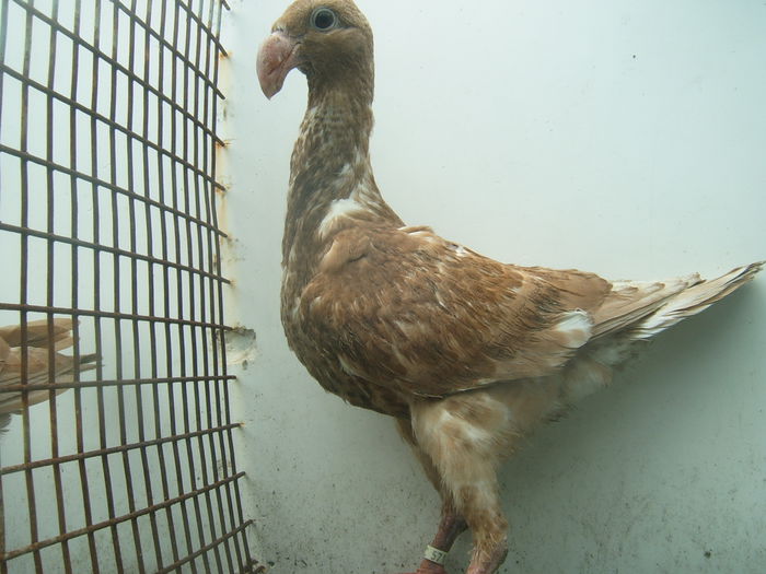 nr. 25 vindut - PUI - VOIAJORI GERMANI - 2015