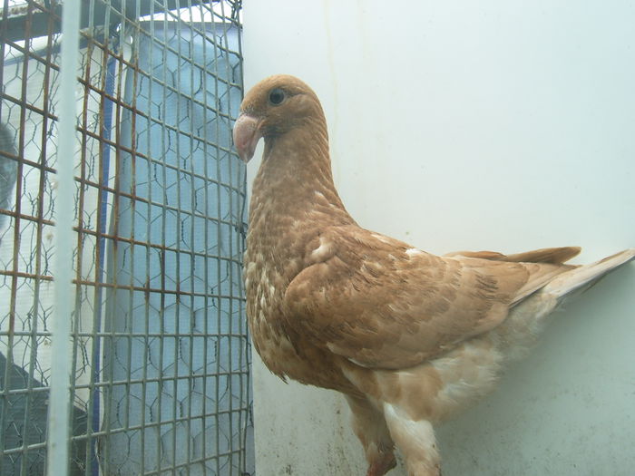 nr. 26 vindut - PUI - VOIAJORI GERMANI - 2015