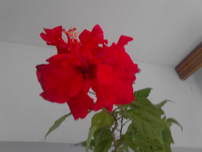 IMG_20150727_123829 - hibiscus