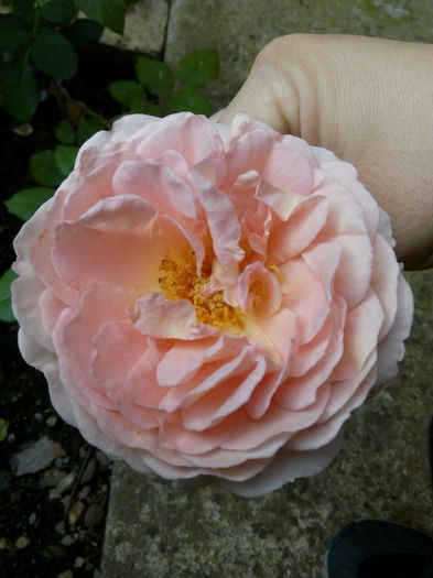 Abraham Darby (2)