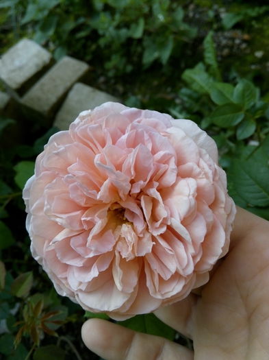 Abraham Darby