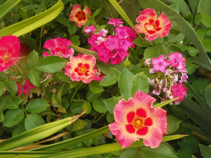 Sunshine Babylon Eyes - Trandafiri 2015 - 2