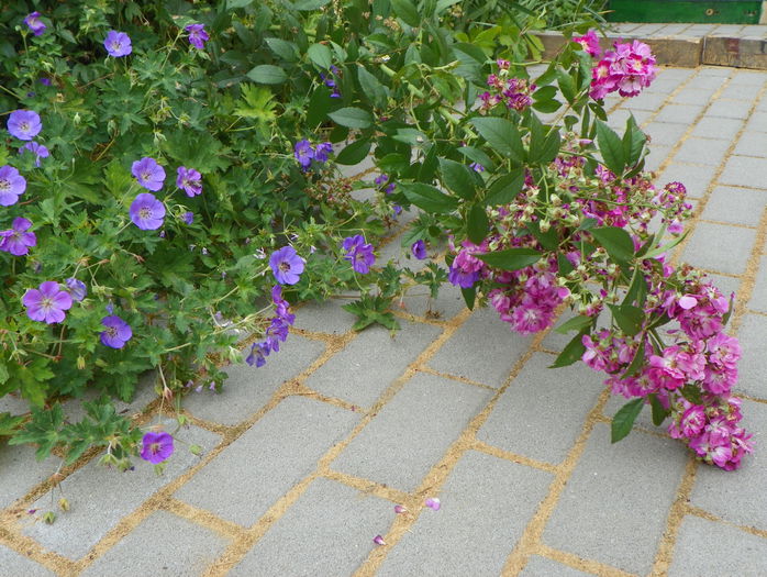 Perennial Blue in a romantic mood