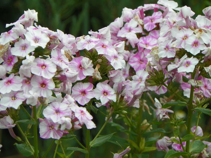 phlox Picasso - Vara 2015