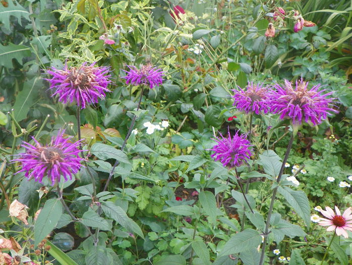 monarda Blue Stocking