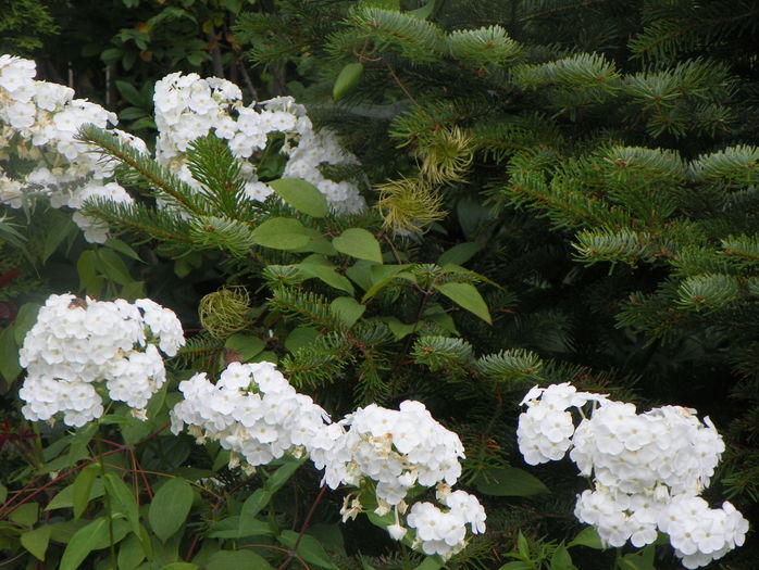phlox David - Vara 2015