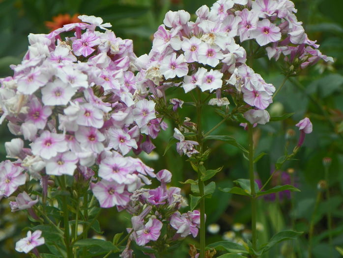 phlox Picasso - Vara 2015