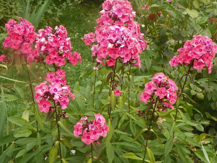 phlox Magical Dream - Vara 2015