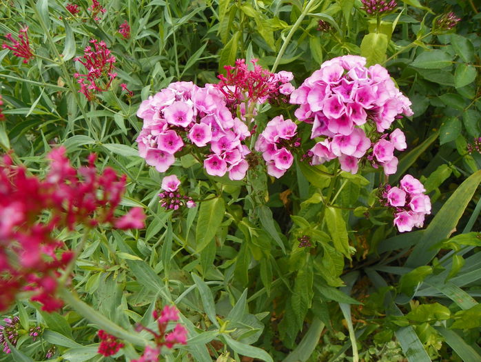 phlox Babyface - Vara 2015