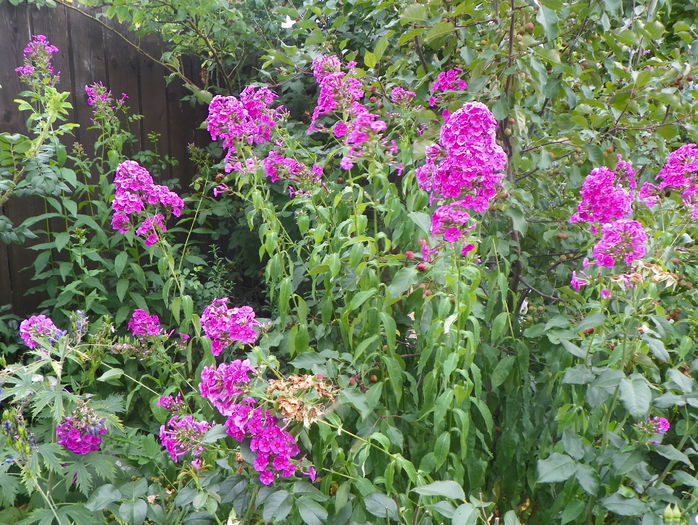 phlox de la mama - Vara 2015