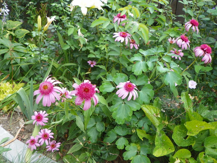 echinacea Pink Double Delight - Vara 2015
