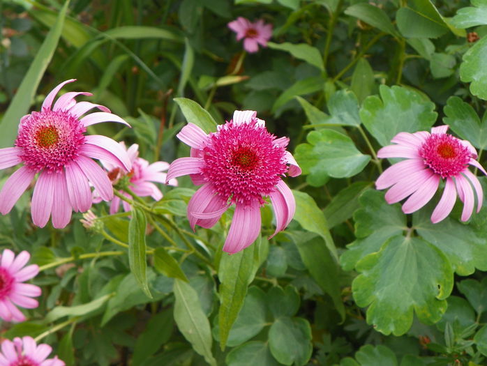 echinacea Pink Double Delight - Vara 2015