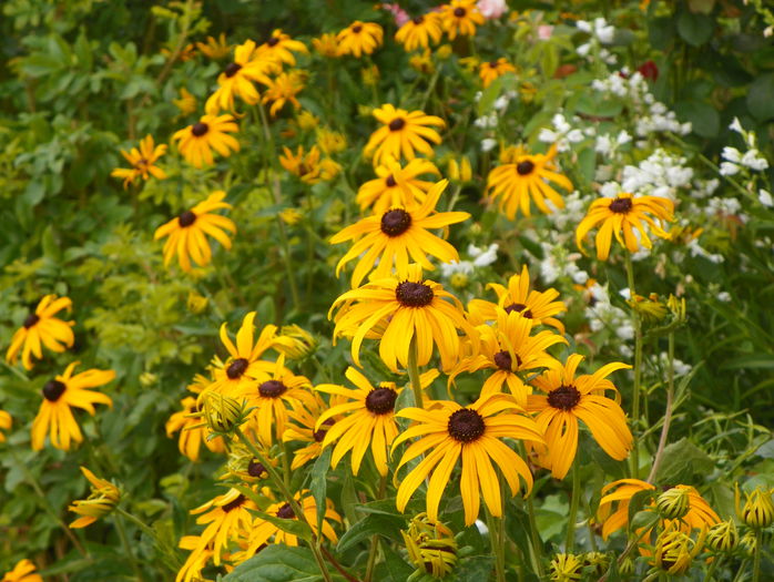 rudbeckia Goldsturm
