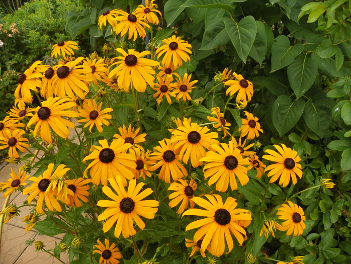rudbeckia Goldsturm - Vara 2015
