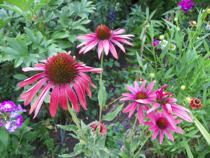echinacea Hot Summer - Vara 2015