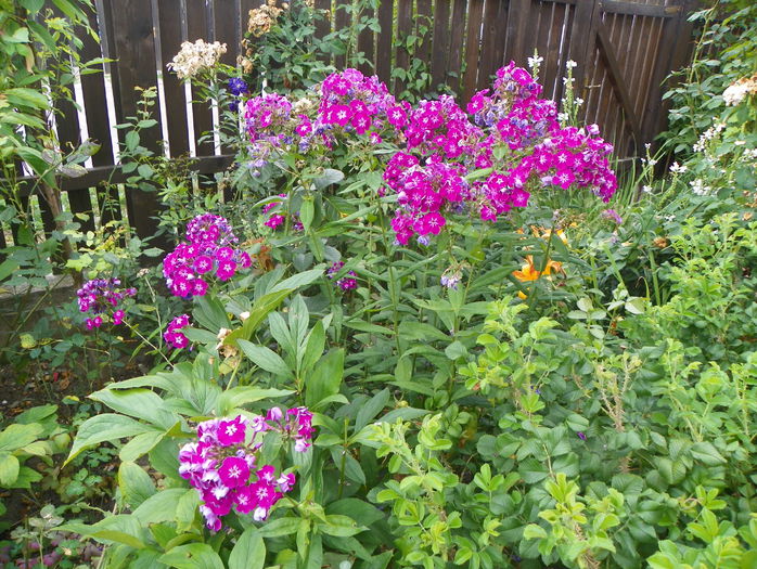 phlox Peacock Purple Bicolor - Vara 2015