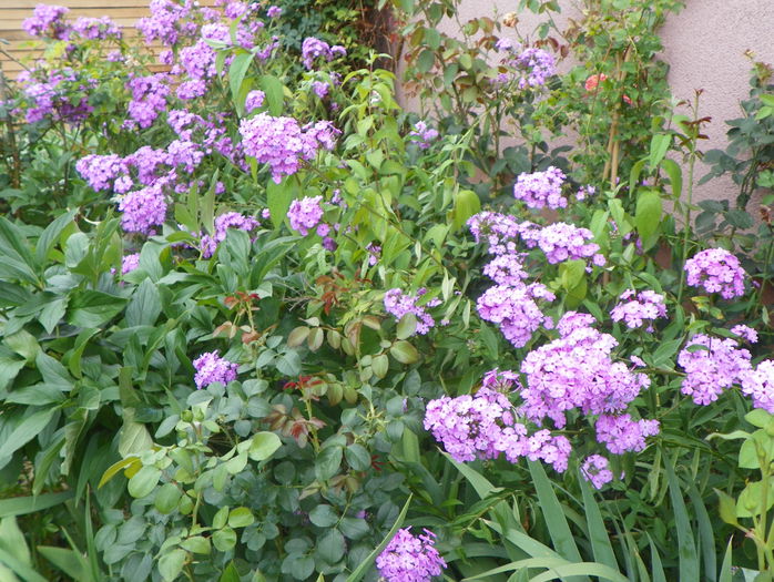 phlox de la mama - Vara 2015