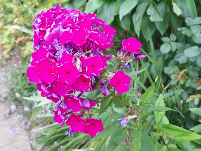phlox - Vara 2015