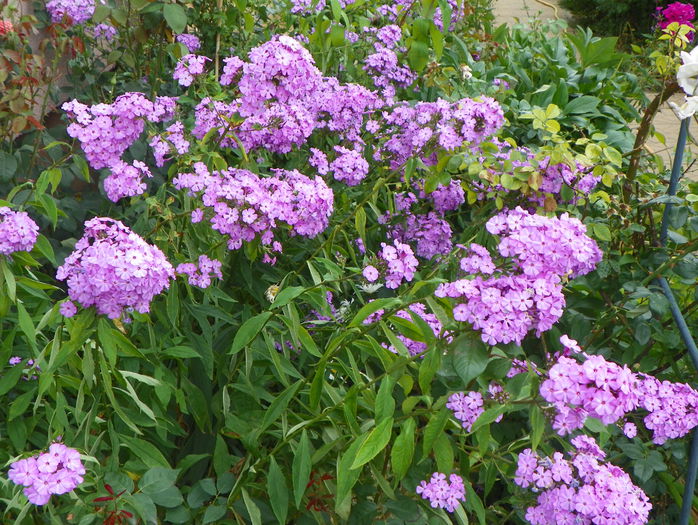 phlox de la mama - Vara 2015