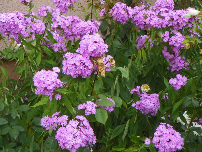 phlox de la mama - Vara 2015