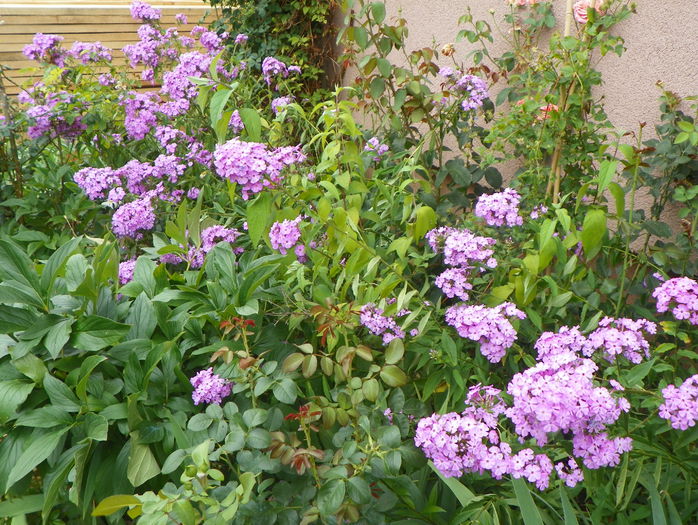 phlox de la mama - Vara 2015