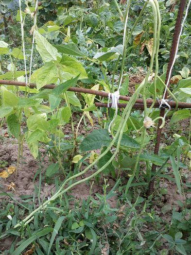 fasole la metru - gradina de legume