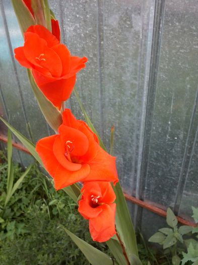 o alta frumusete - gladiole 2015