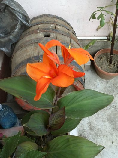 CAM01052 - canna indica