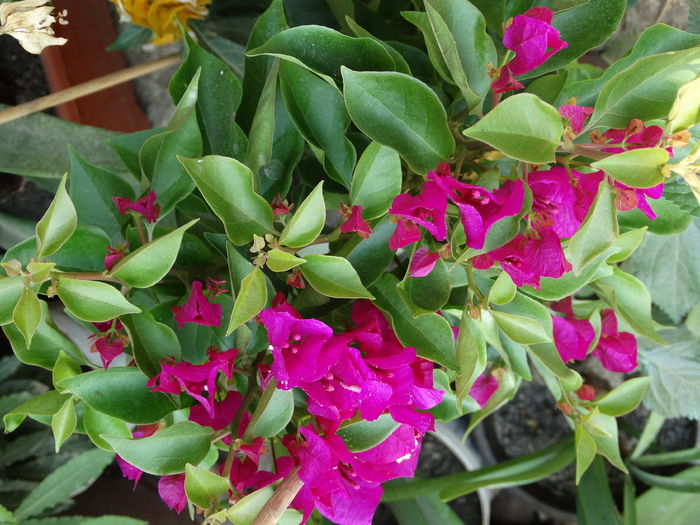 DSC02958 - Plante in ghiveci 2015