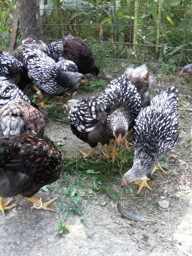 IMG_20150726_102414 - PUI-TINERET 2015