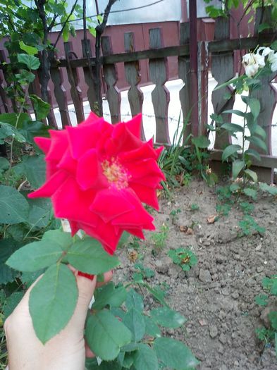 trandafir din butas inradacinat de mine de la coca900 - trandafiri 2015