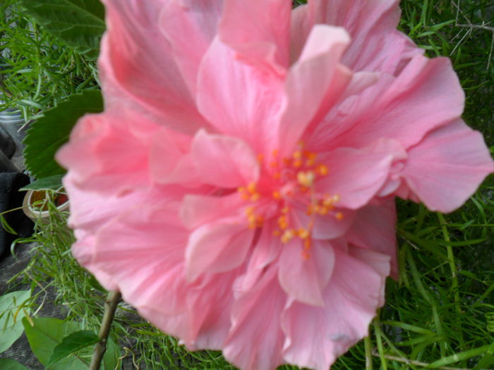 SAM_7829 - hibiscusi 2015-4